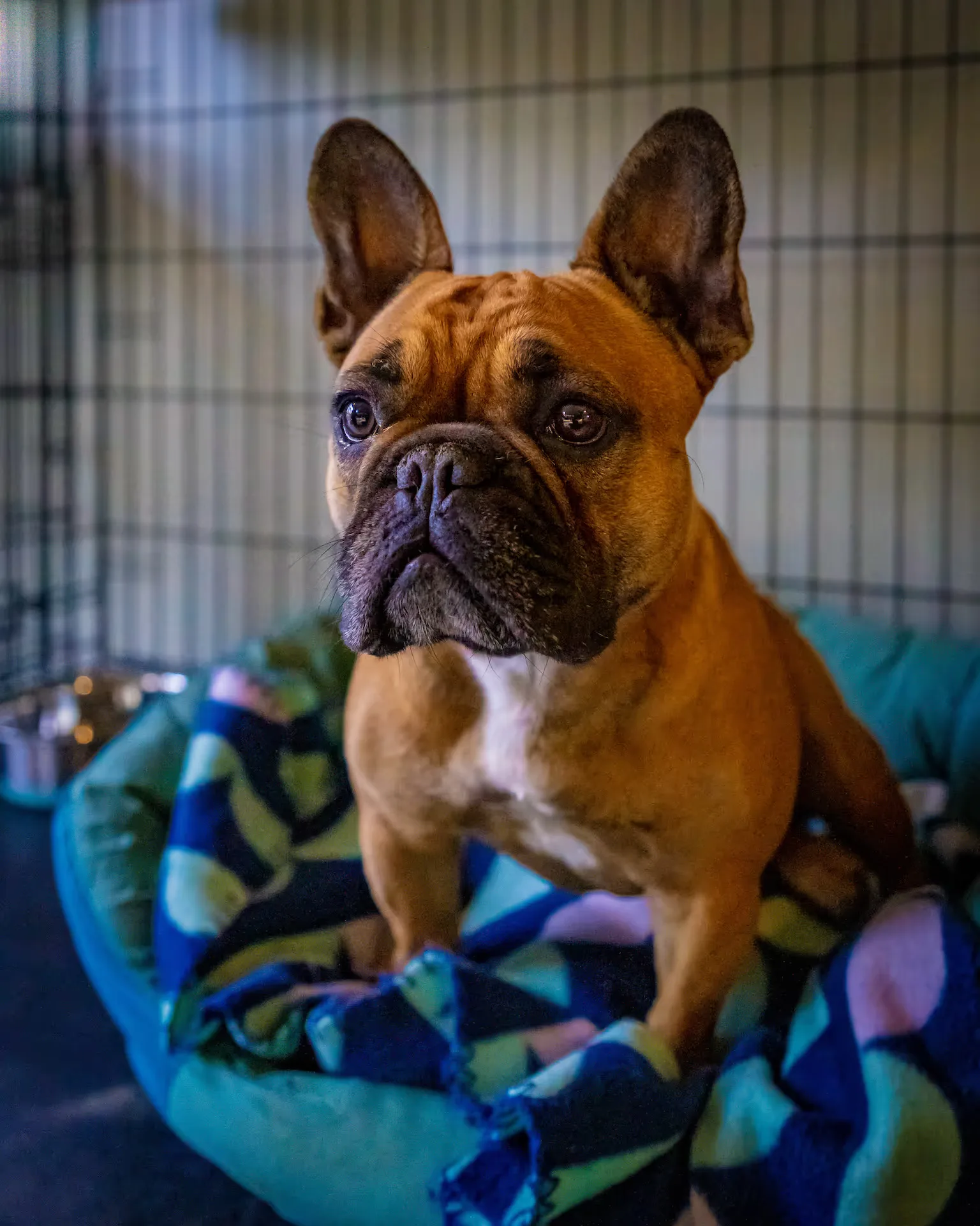 Ripponvale Pet Retreat Photo 17 05 21 10 26 58 am