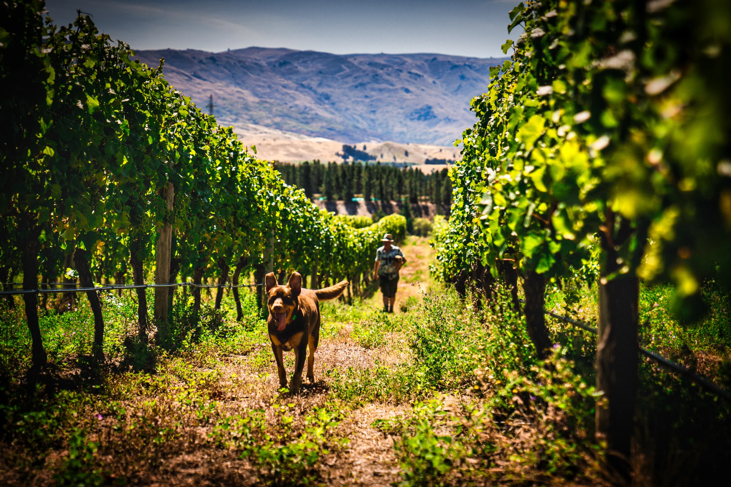 Bald Hills Dog