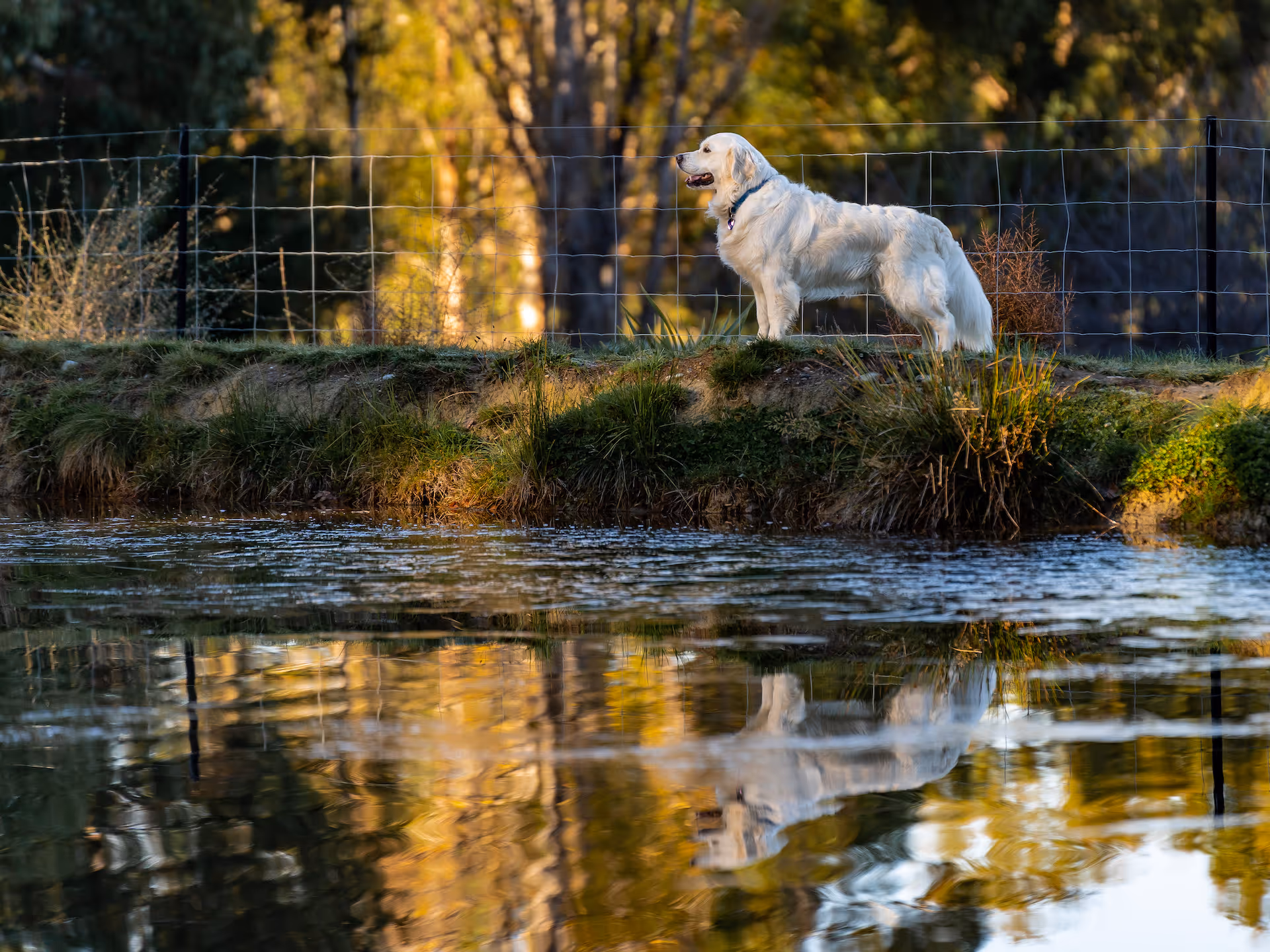 Ripponvale Pet Retreat Photo 17 05 21 10 59 51 am